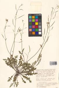 Двурядка стенная (L.) DC., Восточная Европа, Нижневолжский район (E9) (Россия)