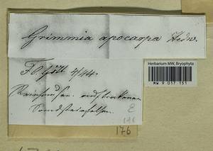 Schistidium apocarpum (Hedw.) Bruch & Schimp., Гербарий мохообразных, Мхи - Западная Европа (BEu) (Германия)
