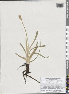 Козелец мелкоцветковый Jacq., Восточная Европа, Центральный лесостепной район (E6) (Россия)