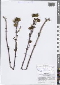 Череда поникающая, Череда поникшая L., Восточная Европа, Средневолжский район (E8) (Россия)