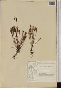 Drosera superrotundifolio-longifolia Gren., Западная Европа (EUR) (Дания)