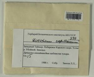 Distichium capillaceum (Hedw.) Bruch & Schimp., Гербарий мохообразных, Мхи - Красноярский край, Тыва и Хакасия (B17) (Россия)