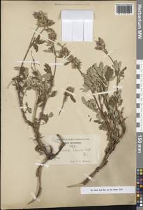 Farinopsis salesoviana (Stephan) Chrtek & Soják, Средняя Азия и Казахстан, Памир и Памиро-Алай (M2)