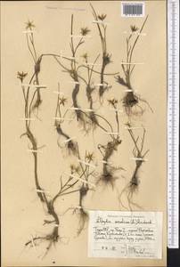 Гусиный лук поздний (L.) Ker Gawl., Средняя Азия и Казахстан, Памир и Памиро-Алай (M2) (Таджикистан)