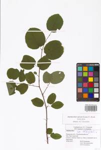 Amelanchier × spicata (Lam.) K.Koch, Восточная Европа, Центральный район (E4) (Россия)