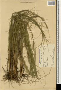 Ковыль волосатик, Тырса L., Кавказ, Ставропольский край, Карачаево-Черкесия, Кабардино-Балкария (K1b) (Россия)
