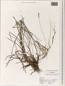 Poaceae, Зарубежная Азия (ASIA) (Индия)