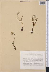 Тюльпан разнолистный (Regel) Baker, Средняя Азия и Казахстан, Северный и Центральный Тянь-Шань (M4) (Казахстан)