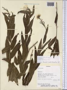 Hyalis lancifolia Baker, Америка (AMER) (Парагвай)