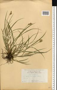 Осока заячья L., Восточная Европа, Центральный лесостепной район (E6) (Россия)