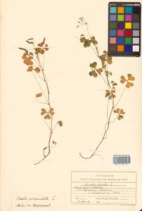 Кислица рожковая L., Сибирь, Дальний Восток (S6) (Россия)