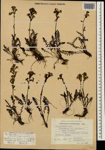 Мытник Нордманна Bunge, Кавказ, Ставропольский край, Карачаево-Черкесия, Кабардино-Балкария (K1b) (Россия)