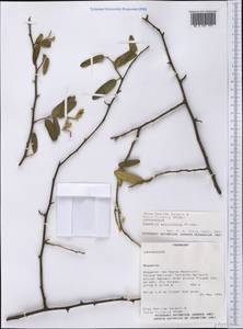 Sarcotoxicum salicifolium (Griseb.) Cornejo & Iltis, Америка (AMER) (Парагвай)
