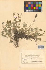 Остролодочник выставляющийся Jurtzev, Сибирь, Чукотка и Камчатка (S7) (Россия)