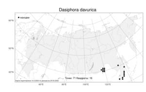 Dasiphora davurica, Курильский чай даурский (Nestl.) Kom. & Aliss., Атлас флоры России (FLORUS) (Россия)