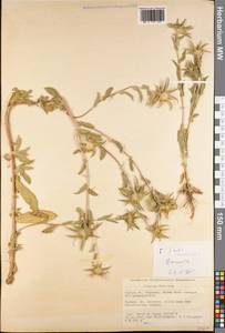 Inula inuloides (Fenzl) Grierson, Зарубежная Азия (ASIA) (Турция)