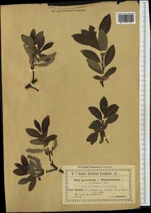 Salix appendiculata Vill., Западная Европа (EUR) (Швейцария)