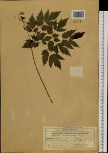 Actaea rubra subsp. rubra, Сибирь, Чукотка и Камчатка (S7) (Россия)