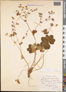 Alchemilla bombycina Rothm., Кавказ, Дагестан (K2) (Россия)