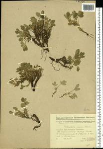 Potentilla cinerea subsp. incana (G. Gaertn., B. Mey. & Scherb.) Asch., Восточная Европа, Средневолжский район (E8) (Россия)