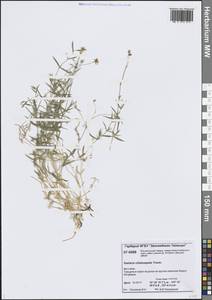 Звездчатка длинночерешковая, Сибирь, Центральная Сибирь (S3) (Россия)