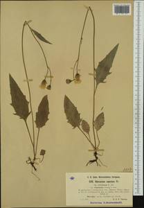 Hieracium eviridatum (Johanss.) Johanss., Западная Европа (EUR) (Норвегия)