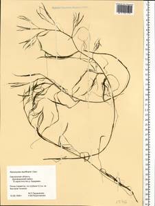 Лютик Кауфмана, Шелковник Кауфмана P.Clerc, Восточная Европа, Западный район (E3) (Россия)