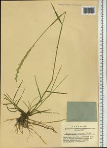 Пырейник ползучий (L.) Gould, Сибирь, Алтай и Саяны (S2) (Россия)