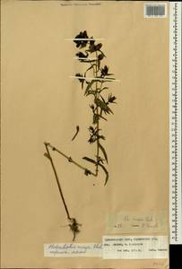 Rhinanthus serotinus var. vernalis (N. W. Zinger) Janch., Сибирь, Алтай и Саяны (S2) (Россия)
