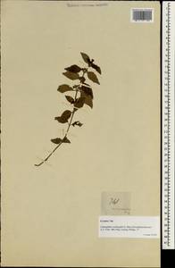 Limnophila heterophylla (Roxb.) Benth., Зарубежная Азия (ASIA) (Филиппины)
