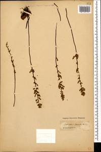 Paragymnopteris marantae subsp. marantae, Кавказ (без точных местонахождений) (K0)