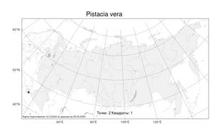 Pistacia vera, Фисташка настоящая L., Атлас флоры России (FLORUS) (Россия)