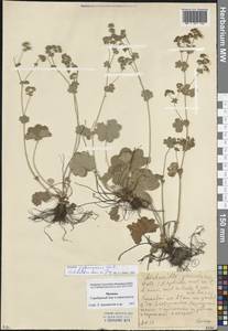 Манжетка балтийская Sam. ex Juz., Восточная Европа, Московская область и Москва (E4a) (Россия)