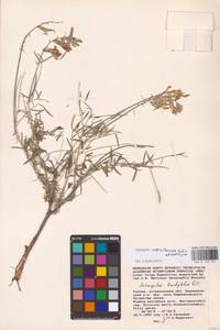 Astragalus astrachanicus Sytin & Laktionov, Восточная Европа, Нижневолжский район (E9) (Россия)