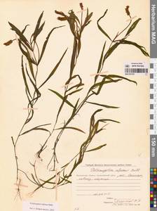 Рдест альпийский Balb., Сибирь, Чукотка и Камчатка (S7) (Россия)