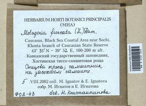 Metzgeria furcata (L.) Corda, Гербарий мохообразных, Мхи - Северный Кавказ и Предкавказье (B12) (Россия)