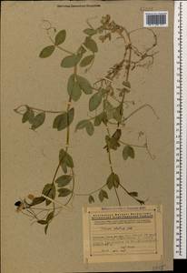 Lathyrus oleraceus Lam., Кавказ, Армения (K5) (Армения)
