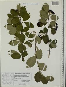 Sorbaronia ×arsenii (Britton & Arsène) G. N. Jones, Восточная Европа, Северо-Западный район (E2) (Россия)