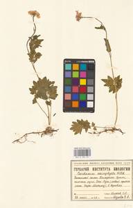 Сердечник крупнолистный Willd., Сибирь, Западная Сибирь (S1) (Россия)