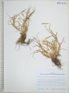 Лисохвост магелланский Lam., Сибирь, Дальний Восток (S6) (Россия)