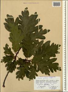 Дуб скальный (Matt.) Liebl., Кавказ, Северная Осетия, Ингушетия и Чечня (K1c) (Россия)