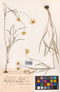 Лютик иллирийский L., Восточная Европа, Нижневолжский район (E9) (Россия)