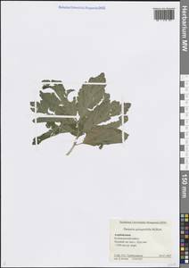 Сердечник пятилистный (M.Bieb.) Schmalh., Кавказ, Азербайджан (K6) (Азербайджан)