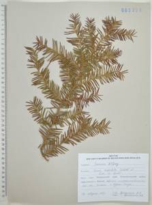 Тис остроконечный, Тисс остроконечный Siebold & Zucc., Сибирь, Дальний Восток (S6) (Россия)