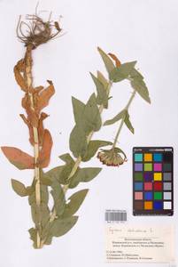 Смолевка халцедоновая, Зорька (L.) E.H.L.Krause, Восточная Европа, Нижневолжский район (E9) (Россия)