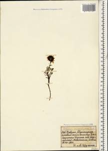 Archanthemis marschalliana subsp. sosnovskyana (Fed.) Lo Presti & Oberpr., Кавказ, Ставропольский край, Карачаево-Черкесия, Кабардино-Балкария (K1b) (Россия)