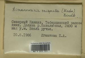 Hymenoloma crispulum (Hedw.) Ochyra, Гербарий мохообразных, Мхи - Северный Кавказ и Предкавказье (B12) (Россия)