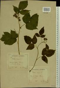 Малина обыкновенная L., Восточная Европа, Центральный лесостепной район (E6) (Россия)