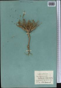Терескен хохолковый (L.) Gueldenst., Средняя Азия и Казахстан, Памир и Памиро-Алай (M2) (Таджикистан)
