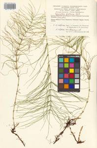 Хвощ луговой Ehrh., Сибирь, Чукотка и Камчатка (S7) (Россия)